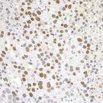 Paf1 Polyclonal Antibody