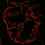 Pds5B Polyclonal Antibody