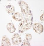 NELFA Antibody in Immunohistochemistry (Paraffin) (IHC (P))