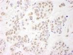 NELFA Polyclonal Antibody