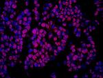 COBRA1 Polyclonal Antibody