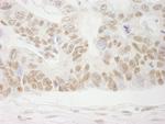 COBRA1 Antibody in Immunohistochemistry (Paraffin) (IHC (P))