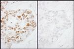 Phospho-RNA Polymerase II (Ser2) Antibody in Immunohistochemistry (Paraffin) (IHC (P))