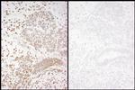 Phospho-RNA Polymerase II (Ser2) Antibody in Immunohistochemistry (Paraffin) (IHC (P))