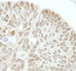 Drosha Antibody in Immunohistochemistry (Paraffin) (IHC (P))