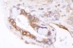 ABCB9 Antibody in Immunohistochemistry (Paraffin) (IHC (P))
