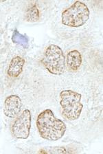 SSB1 Antibody in Immunohistochemistry (Paraffin) (IHC (P))