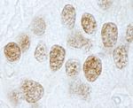 PLRG1 Antibody in Immunohistochemistry (Paraffin) (IHC (P))