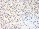 KIAA0082 Polyclonal Antibody