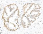 Phospho-RPA32 (Ser4, Ser8) Antibody in Immunohistochemistry (Paraffin) (IHC (P))