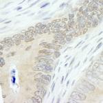 Lasu1/Ureb1 Antibody in Immunohistochemistry (Paraffin) (IHC (P))