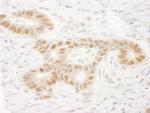 MAML2 Antibody in Immunohistochemistry (Paraffin) (IHC (P))