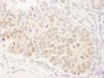 MAML3 Antibody in Immunohistochemistry (Paraffin) (IHC (P))
