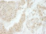 Tip41 Antibody in Immunohistochemistry (Paraffin) (IHC (P))