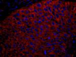RPL7 Polyclonal Antibody