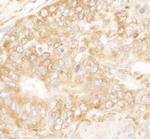 RPL7 Antibody in Immunohistochemistry (Paraffin) (IHC (P))
