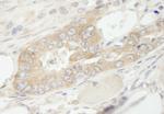 eEF1G Antibody in Immunohistochemistry (Paraffin) (IHC (P))