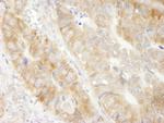 eEF1G Antibody in Immunohistochemistry (Paraffin) (IHC (P))