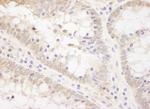 TCF12 Polyclonal Antibody
