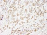 Histone H3 Antibody in Immunohistochemistry (Paraffin) (IHC (P))