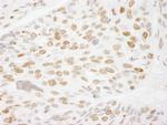 Histone H3 Antibody in Immunohistochemistry (Paraffin) (IHC (P))