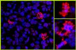 Histone H3 Antibody in Immunohistochemistry (Paraffin) (IHC (P))
