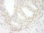 USP34 Antibody in Immunohistochemistry (Paraffin) (IHC (P))