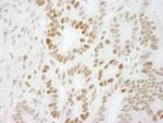 PPP4R3 Alpha Antibody in Immunohistochemistry (Paraffin) (IHC (P))