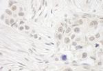 DC8 Polyclonal Antibody