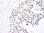 Gemin4 Antibody in Immunohistochemistry (Paraffin) (IHC (P))