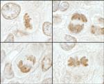 MCAK Antibody in Immunohistochemistry (Paraffin) (IHC (P))