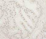 USP37 Polyclonal Antibody