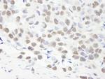 Symplekin Antibody in Immunohistochemistry (Paraffin) (IHC (P))
