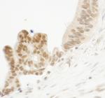 ELF1 Antibody in Immunohistochemistry (Paraffin) (IHC (P))