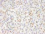ELF1 Polyclonal Antibody