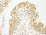 BIG2/ARFGEF2 Antibody in Immunohistochemistry (Paraffin) (IHC (P))