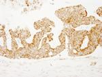 COX4 Antibody in Immunohistochemistry (Paraffin) (IHC (P))