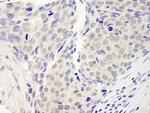 ZNF592 Antibody in Immunohistochemistry (Paraffin) (IHC (P))