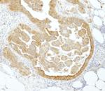 PABP4 Antibody in Immunohistochemistry (Paraffin) (IHC (P))