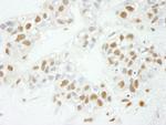 NF-YC Antibody in Immunohistochemistry (Paraffin) (IHC (P))