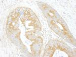 eIF3A/eIF3S10 Antibody in Immunohistochemistry (Paraffin) (IHC (P))