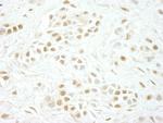 Cyclin C Polyclonal Antibody