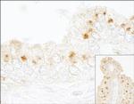 GBF1 Antibody in Immunohistochemistry (Paraffin) (IHC (P))