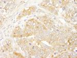 eIF3J/EIF3S1 Antibody in Immunohistochemistry (Paraffin) (IHC (P))