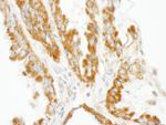 CNOT3 Antibody in Immunohistochemistry (Paraffin) (IHC (P))