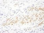 MASTL Antibody in Immunohistochemistry (Paraffin) (IHC (P))