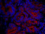 IP3R3 Polyclonal Antibody