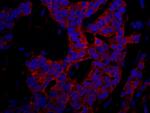 p600 Polyclonal Antibody