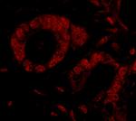 SMG9 Antibody in Immunohistochemistry (Paraffin) (IHC (P))