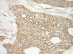 DAP5 Antibody in Immunohistochemistry (Paraffin) (IHC (P))